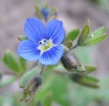 Veronica triphyllos