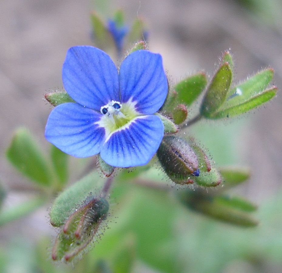 Изображение особи Veronica triphyllos.