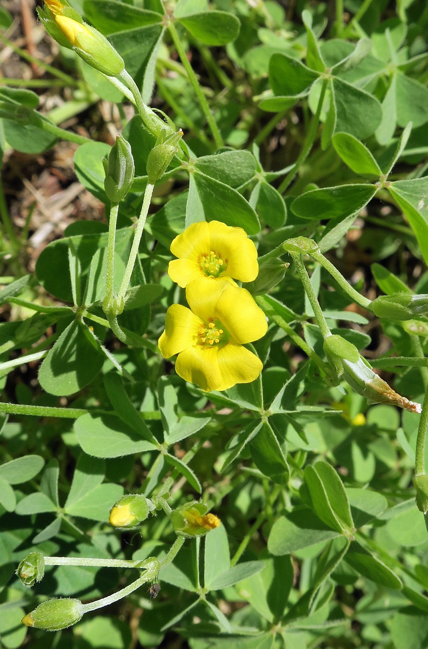 Изображение особи Oxalis dillenii.