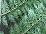 род Athyrium