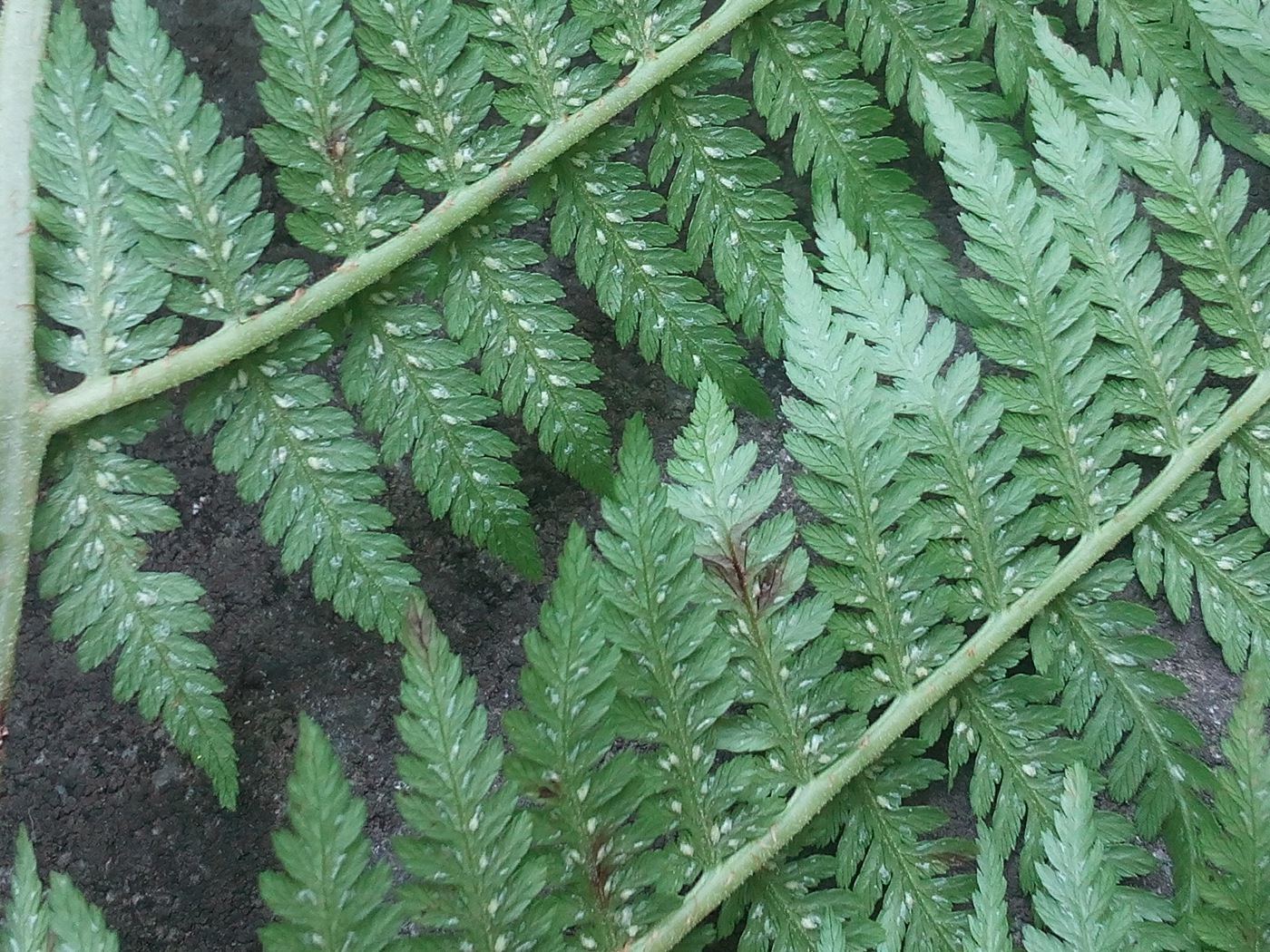 Изображение особи род Athyrium.