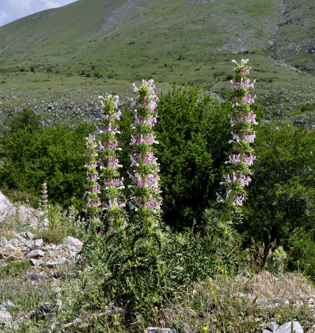 Image of Morina persica specimen.