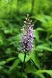 Dactylorhiza fuchsii. Соцветие. Московская обл., Одинцовский р-н, г. Кубинка, лиственный лес. 02.07.2017.