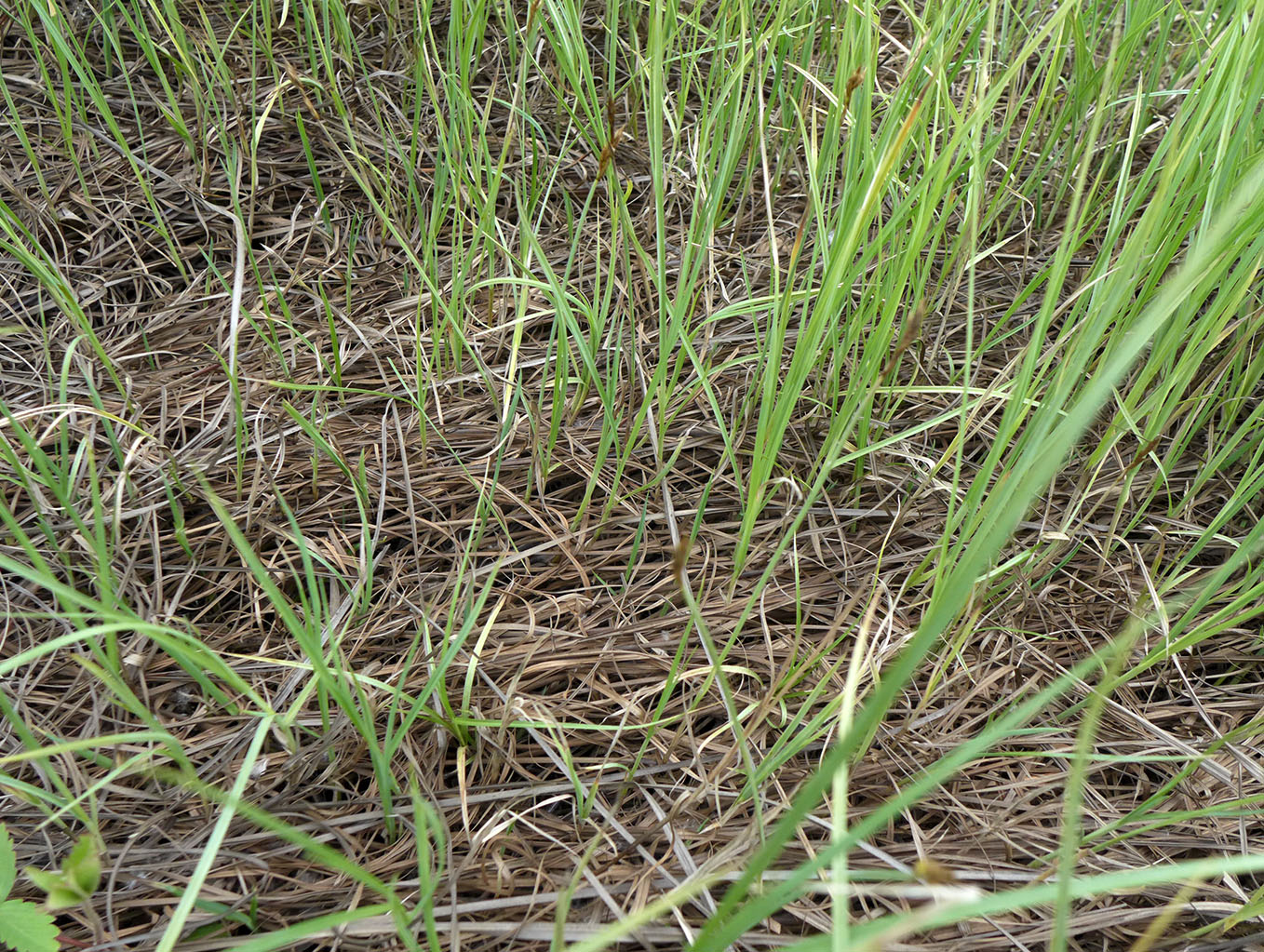 Изображение особи Carex pseudocuraica.