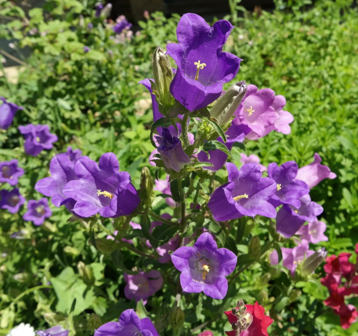 Image of Campanula medium specimen.