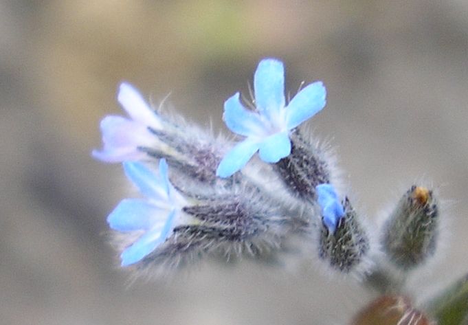 Image of Myosotis micrantha specimen.