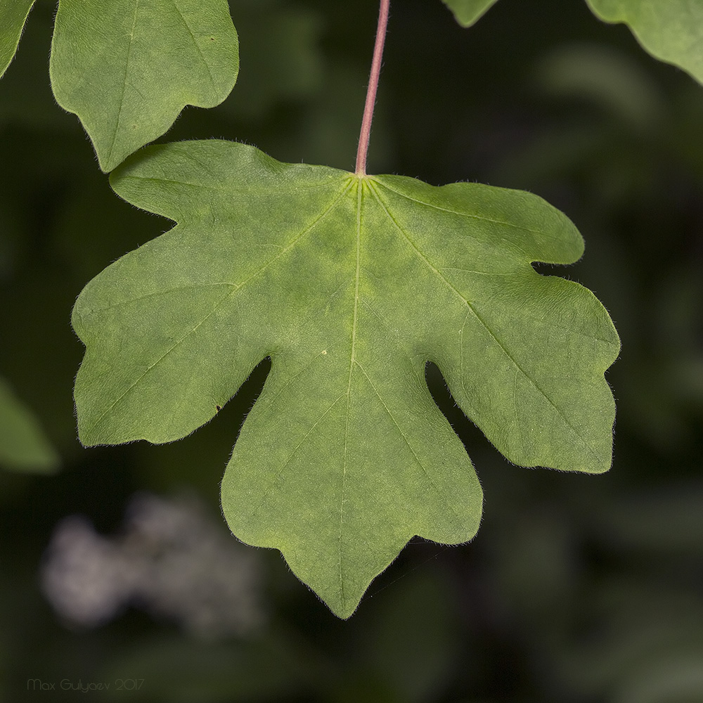 Image of Acer campestre specimen.