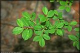 genus Salix. Вегетативные побеги. Республика Татарстан, памятник природы \"Ильинская балка\", 08.07.2008.