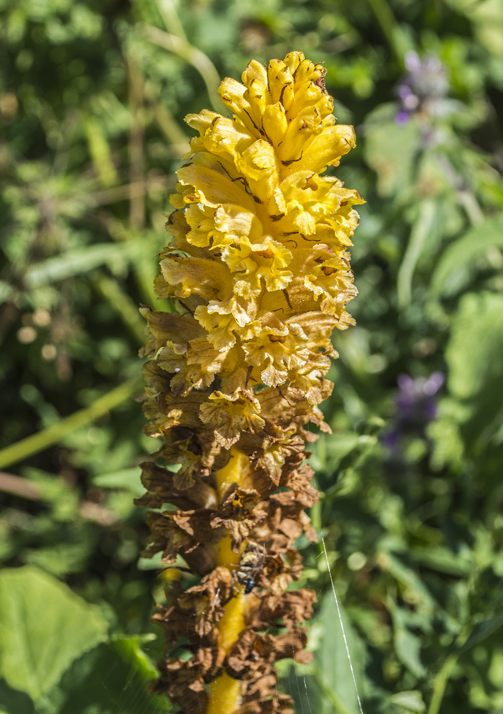 Image of Orobanche ingens specimen.