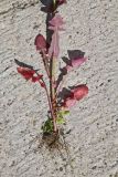 Sonchus oleraceus