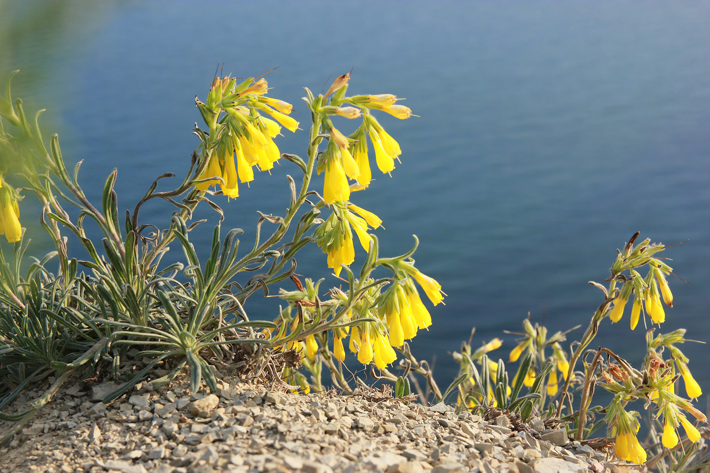 Image of Onosma taurica specimen.