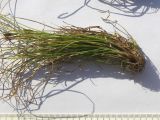 Carex micropodioides