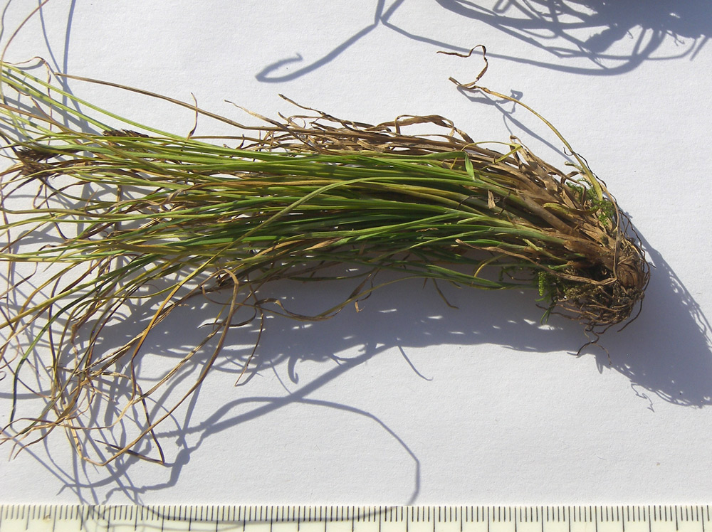 Image of Carex micropodioides specimen.
