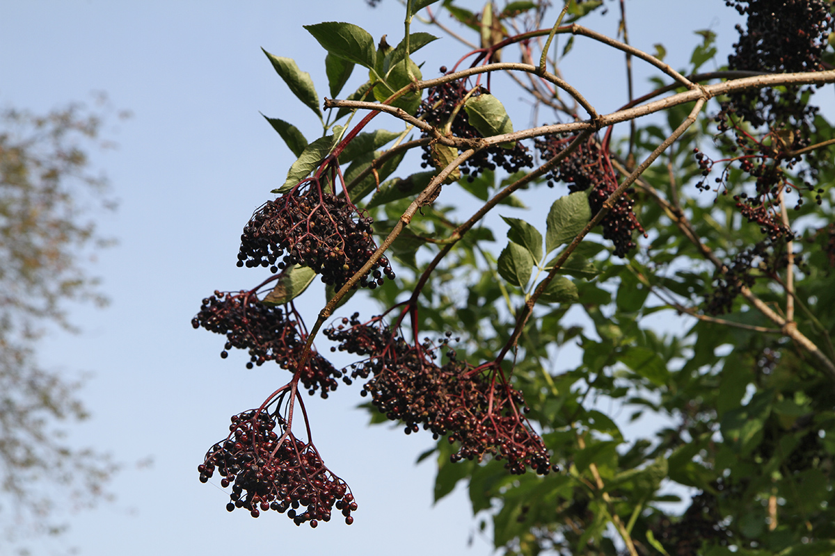 Изображение особи Sambucus nigra.