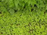 Anthriscus sylvestris. Ювенильные растения 1-го года жизни. Днепропетровская обл., балка в верховьях р. Самоткань. 25.04.2010.
