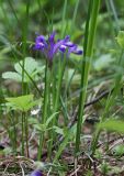 Iris ruthenica