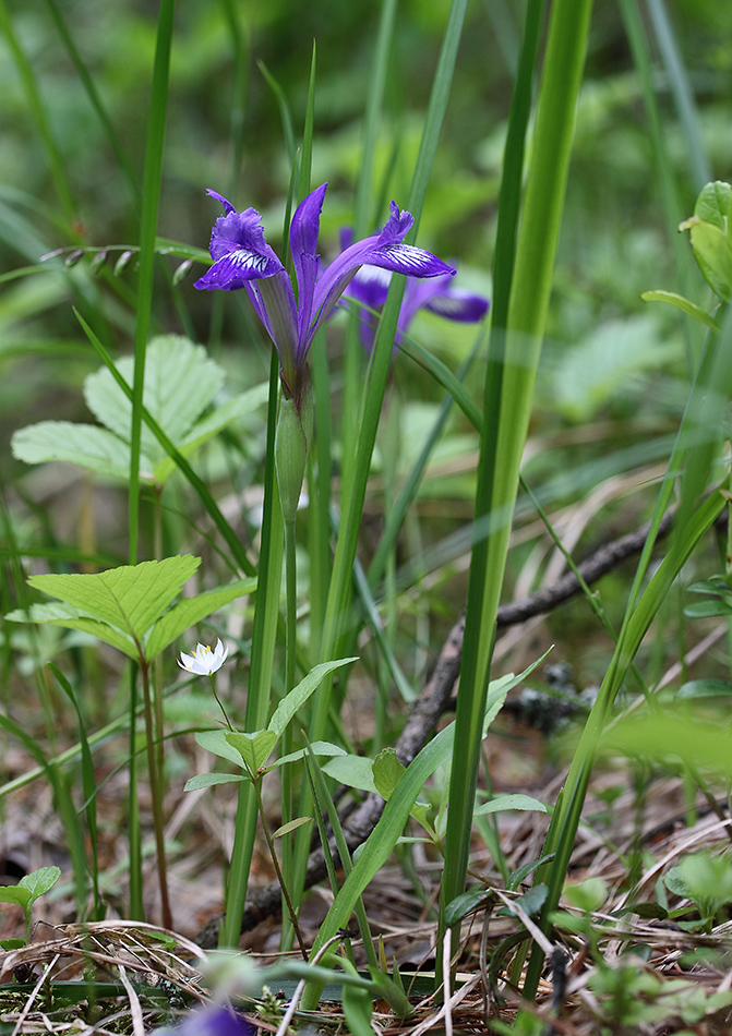 Изображение особи Iris ruthenica.