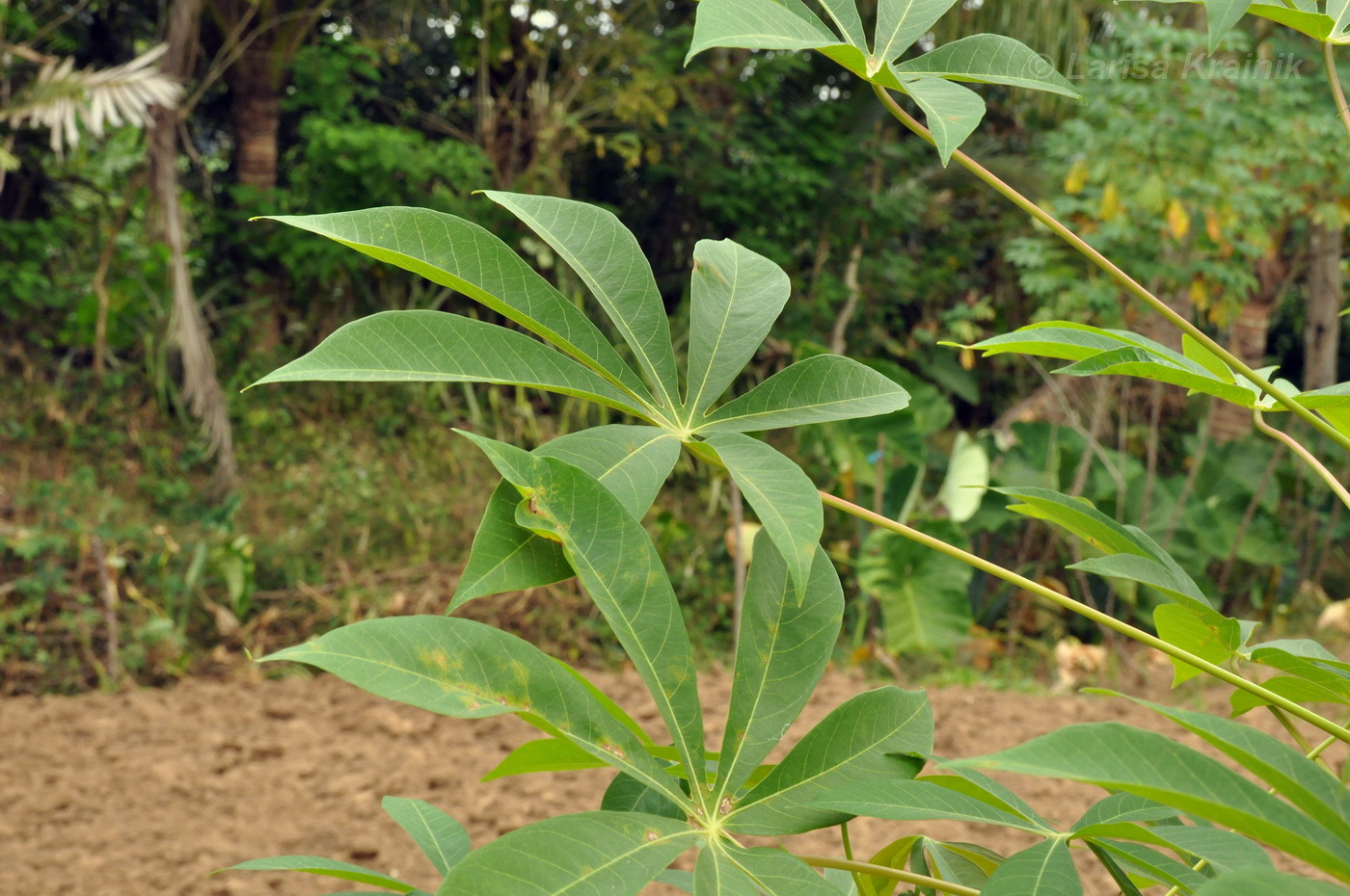 Image of Manihot esculenta specimen.