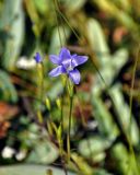 Gentianopsis barbata. Цветок. Таджикистан, Фанские горы, долина р. Чапдара, ≈ 2600 м н.у.м., пойменная терраса. 31.07.2017.