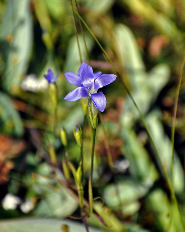 Image of Gentianopsis barbata specimen.