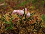 Andromeda polifolia. Цветущее растение в росе. Магаданская обл., Ольский р-н, бассейн р. Окса, сфагновое болото. 29.06.2012.