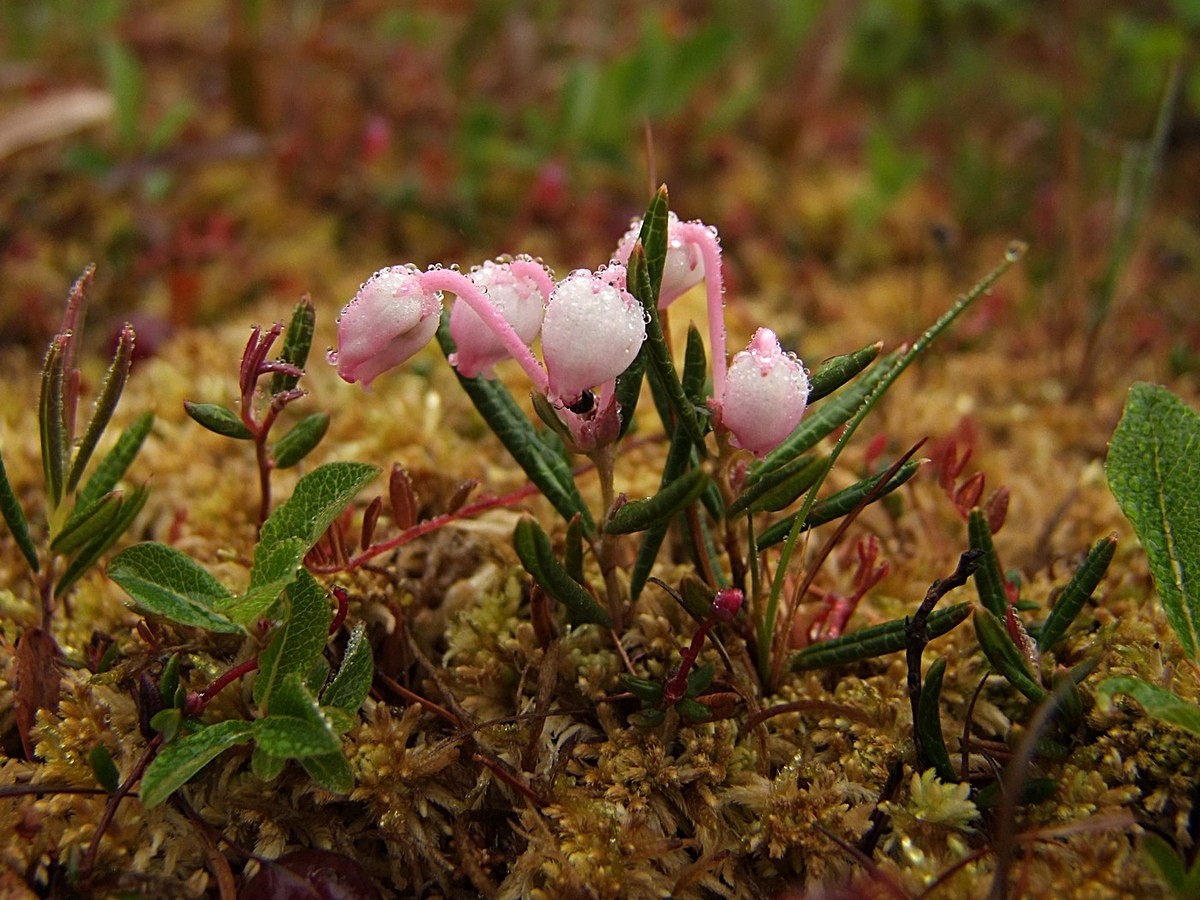 Изображение особи Andromeda polifolia.