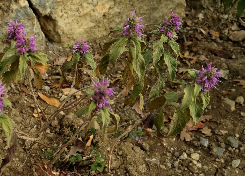 Image of class Magnoliopsida specimen.