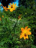 Cosmos sulphureus