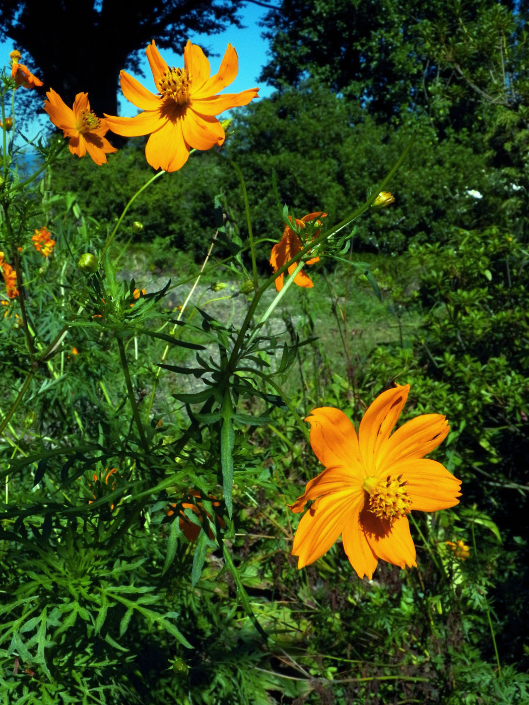 Image of Cosmos sulphureus specimen.