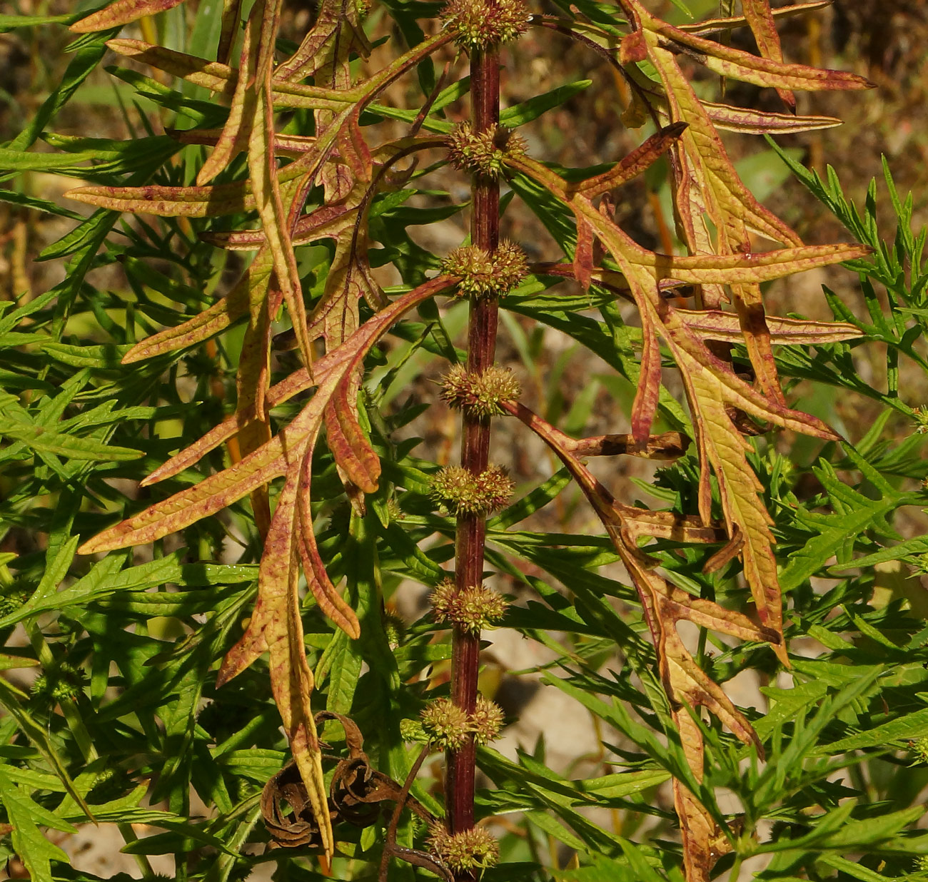 Image of Lycopus &times; intermedius specimen.