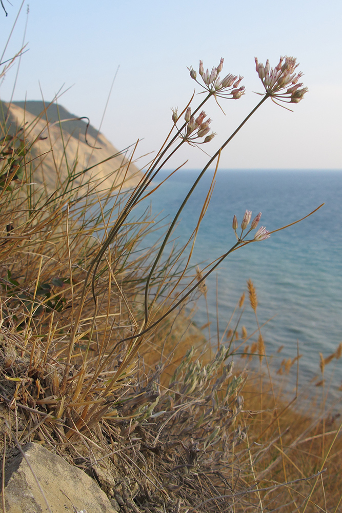 Image of Allium moschatum specimen.