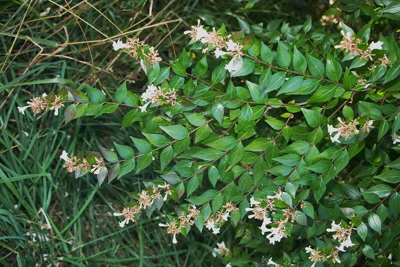 Image of genus Abelia specimen.