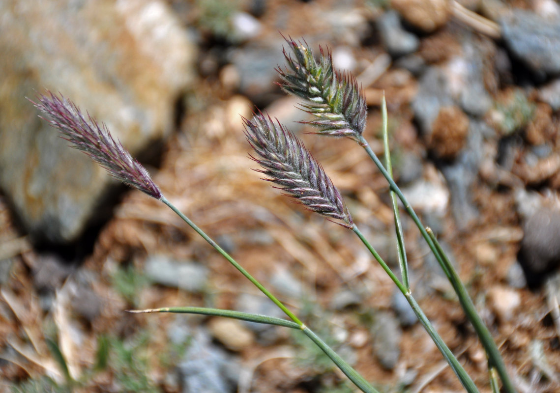 Изображение особи Agropyron cristatum.