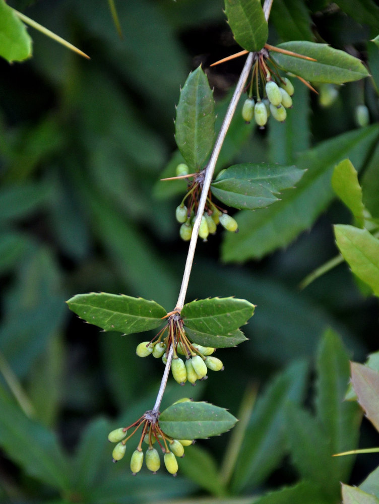 Image of Berberis pruinosa specimen.