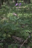 Cardamine bulbifera. Цветущее растение. Белгородская обл., Борисовский р-н, \"Лес на Ворскле\". 03.05.2010.