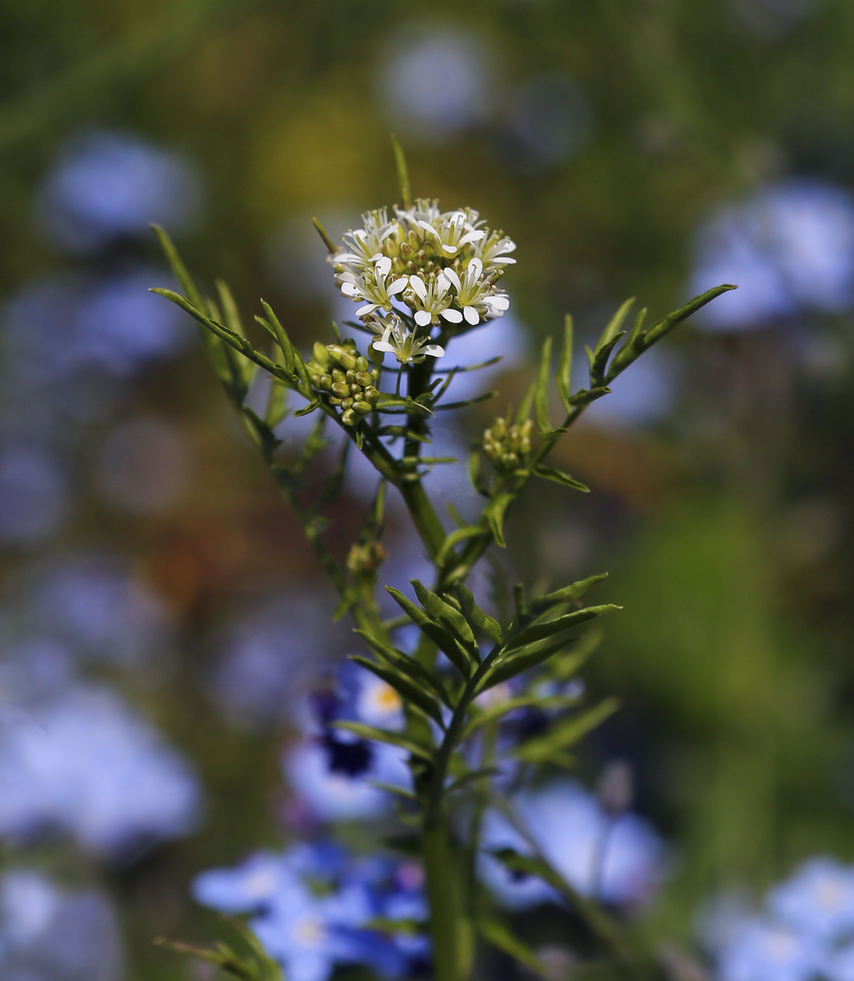 Изображение особи Cardamine impatiens.