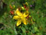 Hypericum maculatum. Цветок. Беларусь, Беларусь, Гродненская обл., Новогрудский р-н, верховья р. Литовка, низинный таволгово-разнотравный луг. 22.07.2014.