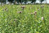 Saussurea amurensis. Верхушки цветущих растений. Еврейская автономная обл., ст. Урми, заливной луг. 17.08.2011.