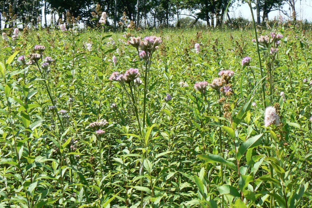 Изображение особи Saussurea amurensis.