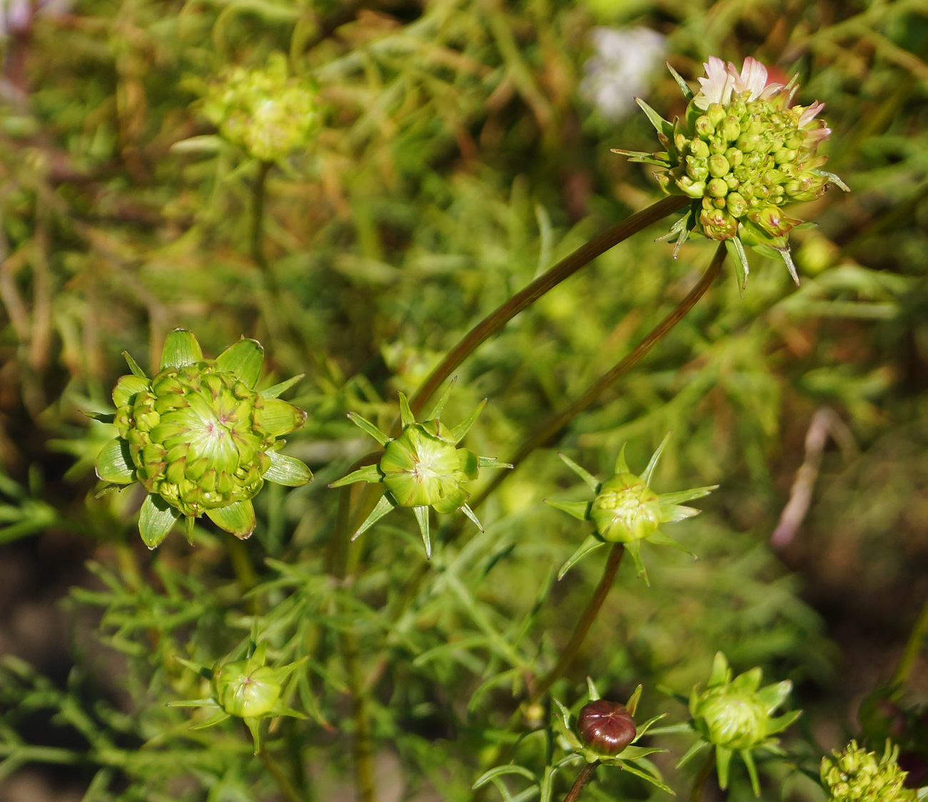 Изображение особи Cosmos bipinnatus.