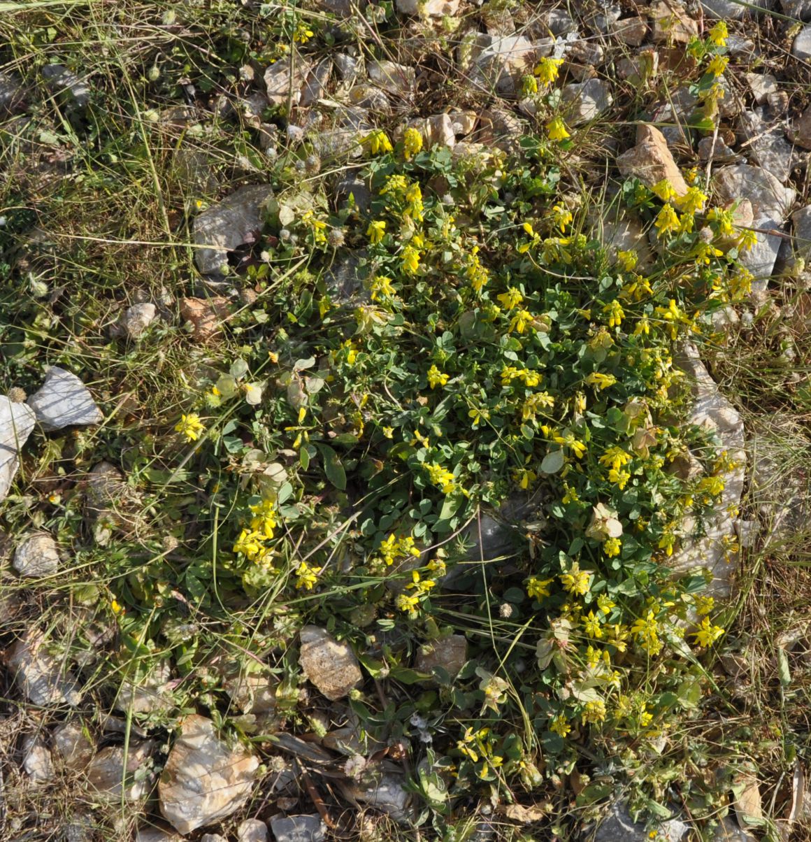 Image of Trigonella graeca specimen.