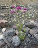 Silene compacta. Цветущее растение. Приэльбрусье, ущелье реки Азау (2250 м н.у.м.). 19.07.2009.