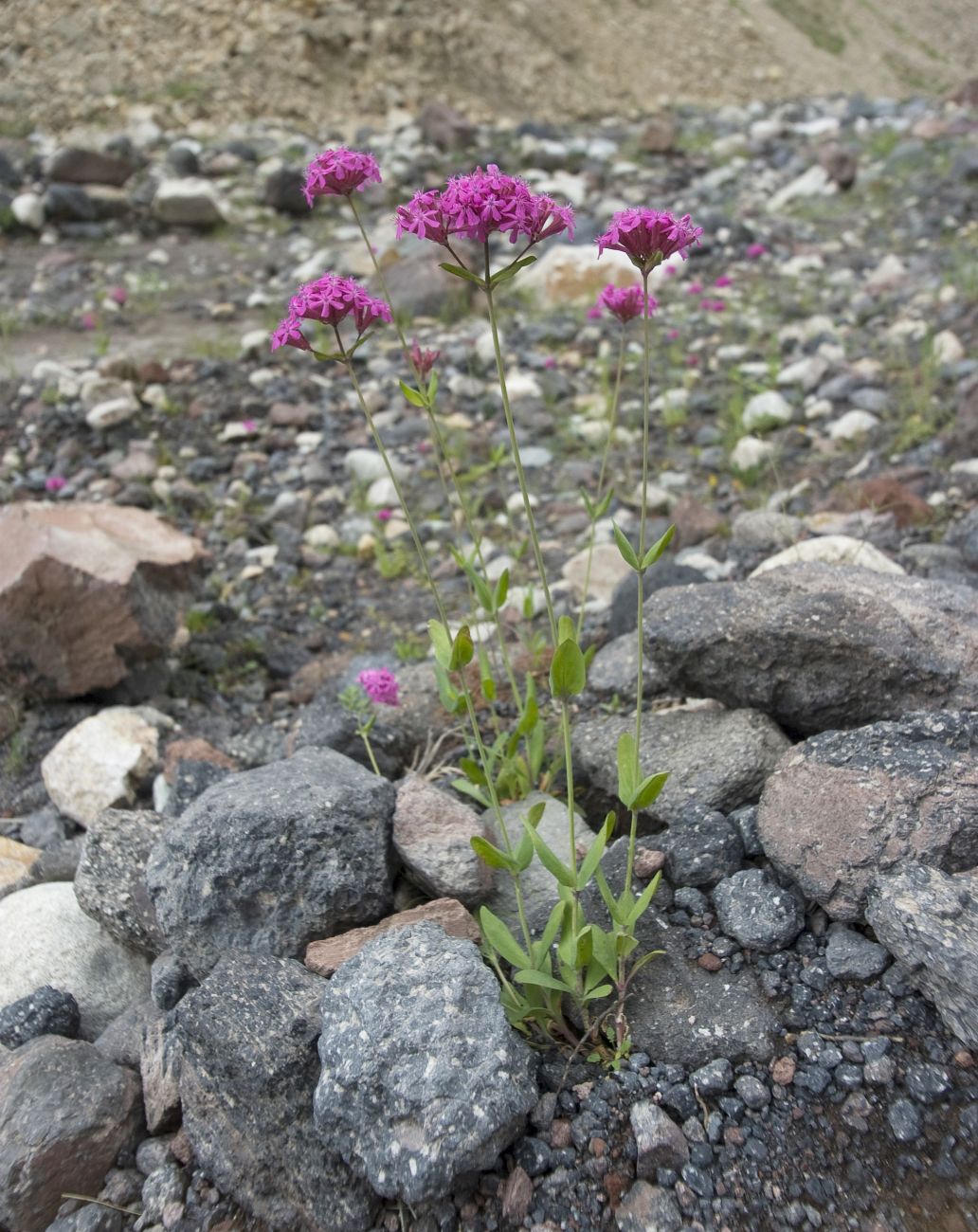 Изображение особи Silene compacta.