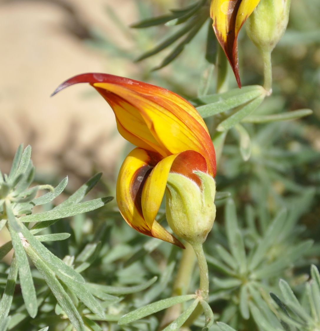 Изображение особи Lotus maculatus.