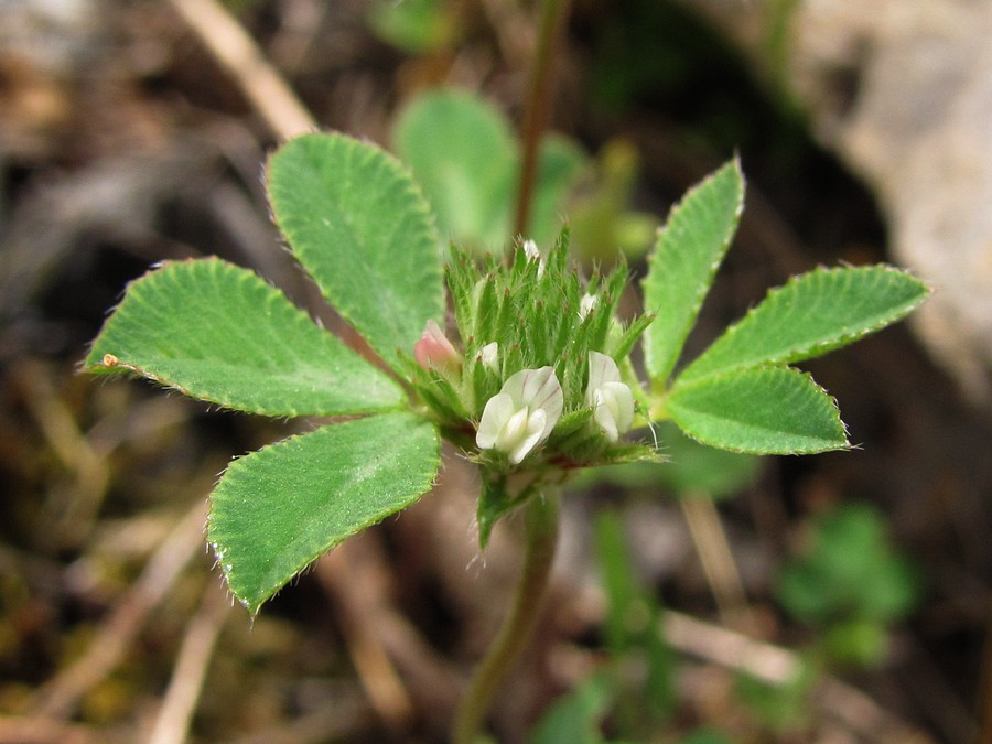 Image of Trifolium scabrum specimen.