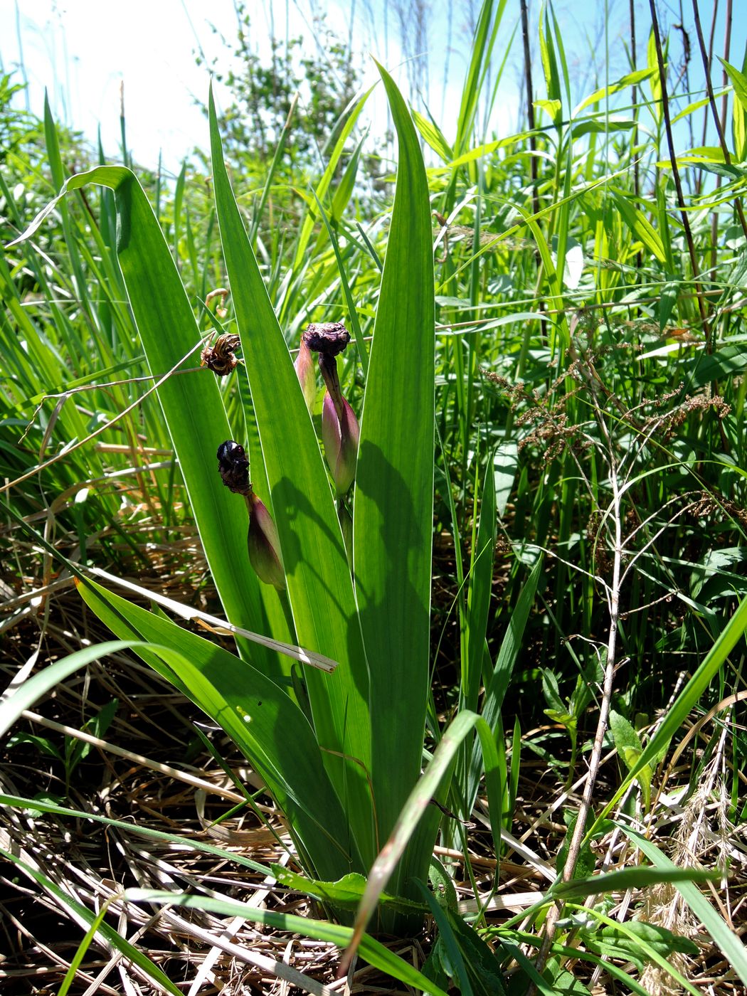 Image of Iris aphylla specimen.