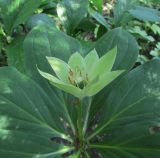 Paris japonica