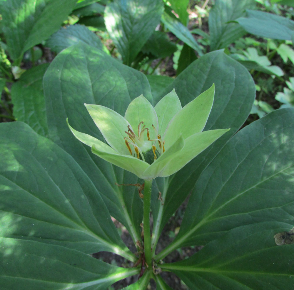 Image of Paris japonica specimen.