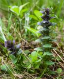 Ajuga pyramidalis