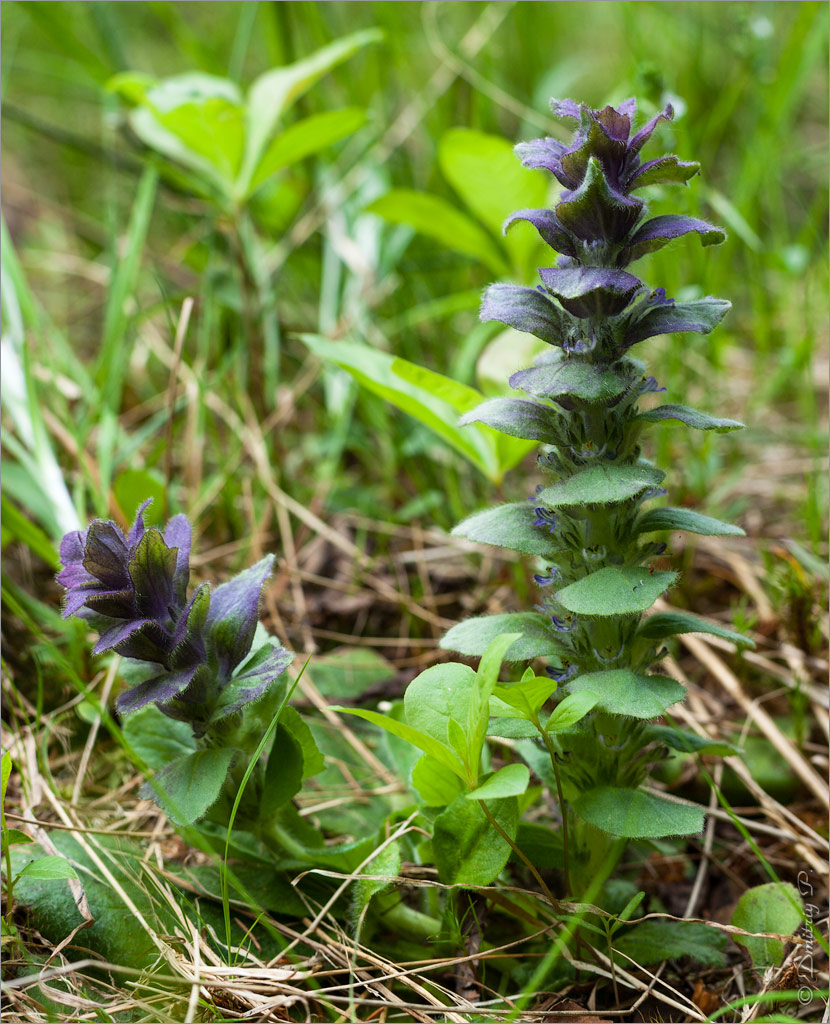 Image of Ajuga pyramidalis specimen.